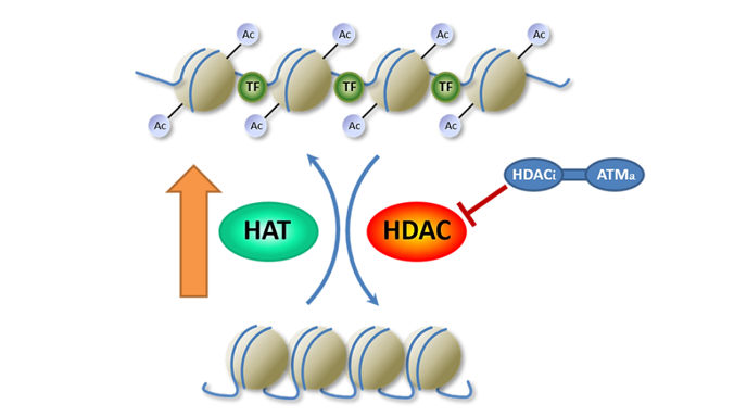 Selective HDAC inhibitors